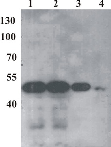 Mouse monoclonal antibody to BPV type 1 E2 (clone 1E4)