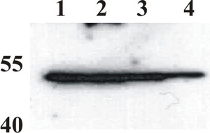 Mouse mAb to BPV type 1 E2 protein (clone 1H10)