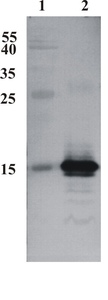 Mouse mAb to human CDNF (clone 6G5)