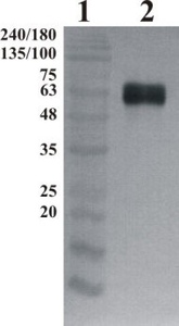 Chicken polyclonal antibody to human GFRa-1