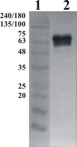 Chicken polyclonal antibody to human GFRa-2