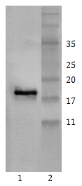 Mouse mAb to human MANF (clone 1G12)