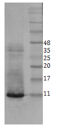 Mouse mAb to hBDNF (clone 3B2)