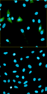 Recombinant mAb to human MANF (clone 2B8, chicken-mouse IgG2a chimeric antibody)