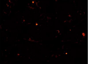 Recombinant mAb to human MANF (clone 3D4, chicken-mouse IgG2a chimeric antibody)
