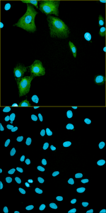 Recombinant mAb to human MANF (clone 3D10, chicken-mouse IgG2a chimeric antibody)
