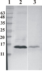 Mouse mAb to human Ribonuclease 7 (clone 3C2)