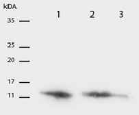 Mouse mAb to hBDNF (clone 4C8)