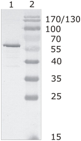 Mouse mAb to HIV-1 p24 (clone 5)