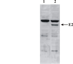 Mouse mAb to BPV type 1 E2-protein (clone 5E11)