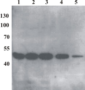Mouse mAb to BPV type 1 E2-protein (clone 5E11)