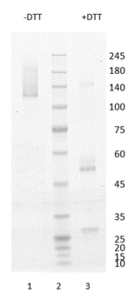 Mouse monoclonal antibody to human S100-A9 protein, clone 6G10