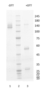 Mouse monoclonal antibody to human S100-A8 protein, clone 5D8