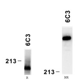 Mouse mAb to human laminin a4 chain (clone 6C3)