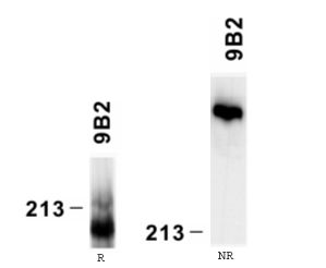 Mouse mAb to human laminin a4 chain(clone 9B2)