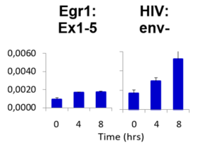Mouse mAb to HIV-1 Tat (clone N1)