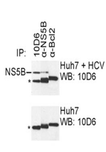 Mouse mAb to HCV subtype 1b NS5B (clone 10D6)