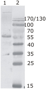 Mouse mAb to HIV-1 p24 (clone 2N34)