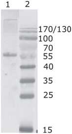 Mouse mAb to HIV-1 p24 (clone 2N32)