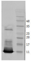 Mouse mAb to hBDNF (clone 3C11)
