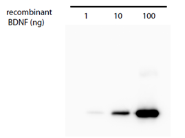 Mouse mAb to hBDNF (clone 3C11)