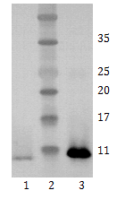 Mouse mAb to hBDNF (clone 4C8)