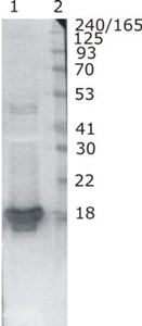 Mouse mAb to Hev b1 (Rubber elongation factor, REF) (clone 1-1)