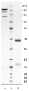 Recombinant anti-human interleukin-6 antibody (clone 11C5)