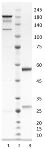 Recombinant anti-human interleukin-6 antibody (clone 14E2)