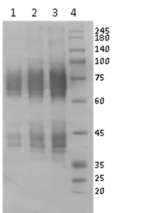 Chicken Anti-SARS-CoV-2 NP polyclonal antibody