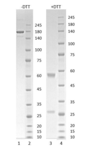 Human IgG1-kappa antibody to SARS CoV-2 S1 RBD (clone 27B12)