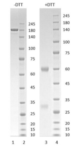 Human IgG1-lambda antibody to SARS CoV-2 S1 RBD (clone 27C2)