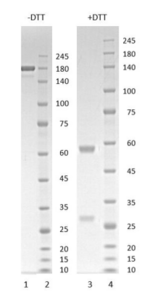 Human IgG1-kappa antibody to SARS CoV-2 S1 RBD (clone 38G5)