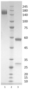 Human IgG1-lambda antibody to SARS CoV-2 NP (clone 16C11)