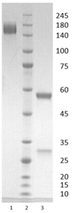 Human IgG1-lambda antibody to SARS CoV-2 NP (clone 22F9)