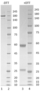 Human IgG1-kappa antibody to SARS CoV-2 S1 RBD (clone 6G7)