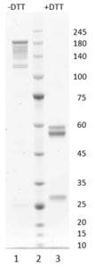 Human IgG1-lambda antibody to SARS CoV-2 S1 RBD (clone 28H3)