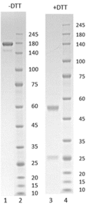 Human IgG1-kappa antibody to SARS CoV-2 S1 RBD (clone 30C5)
