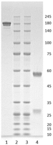 Human IgG1-lambda antibody to SARS CoV-2 S1 RBD (clone 36A7)