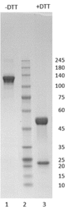 Rabbit IgG1-kappa antibody to SARS CoV-2 NP (clone 80E7)
