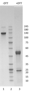 Rabbit IgG1-kappa antibody to SARS CoV-2 NP (clone 82C3)