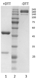 Human IgG1-lambda antibody to SARS CoV-2 NP (clone 43E5)