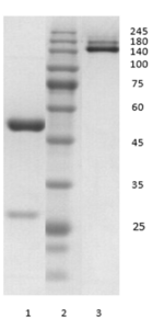 Human IgG1-lambda antibody to SARS CoV-2 NP (clone 45B3)
