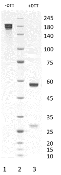 Human IgG1 antibody to SARS CoV-2 Spike protein (clone 58F8)