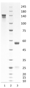 Rabbit IgG-kappa antibody to SARS-CoV-2 S1 RBD (clone 71D2)
