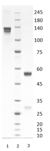 Rabbit IgG-kappa antibody to SARS-CoV-2 S1 RBD (clone 72A5)