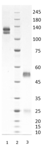 Rabbit IgG-kappa antibody to SARS-CoV-2 S1 RBD (clone 79C3)