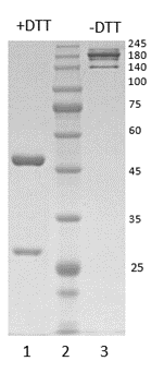 Human IgG1-lambda antibody to SARS CoV-2 S1 RBD (clone 60E10)