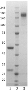 Human IgG1-kappa antibody to SARS CoV-2 NP (clone 80E7)
