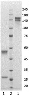 Human IgG1-kappa antibody to SARS CoV-2 NP (clone 82C3)